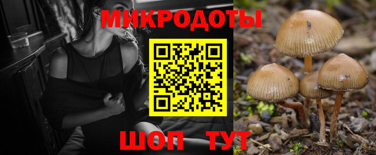 Псилоцибиновые грибы Psilocybe Дербент